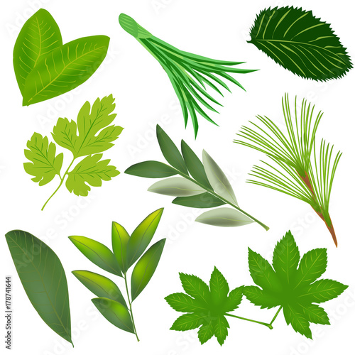 The green foliage. Leaves of different plants. Green leaf isolated on white background. Vector illustration.