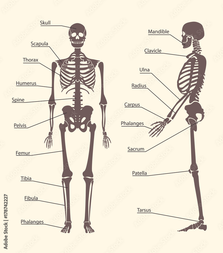 Silhouette Black Human Skeleton and Part Set Card Poster. Vector Silhouette Black Human Skeleton and Part Set Card Poster. Vector