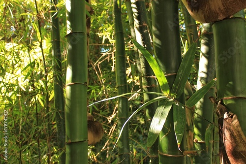 Green bamboo trunks