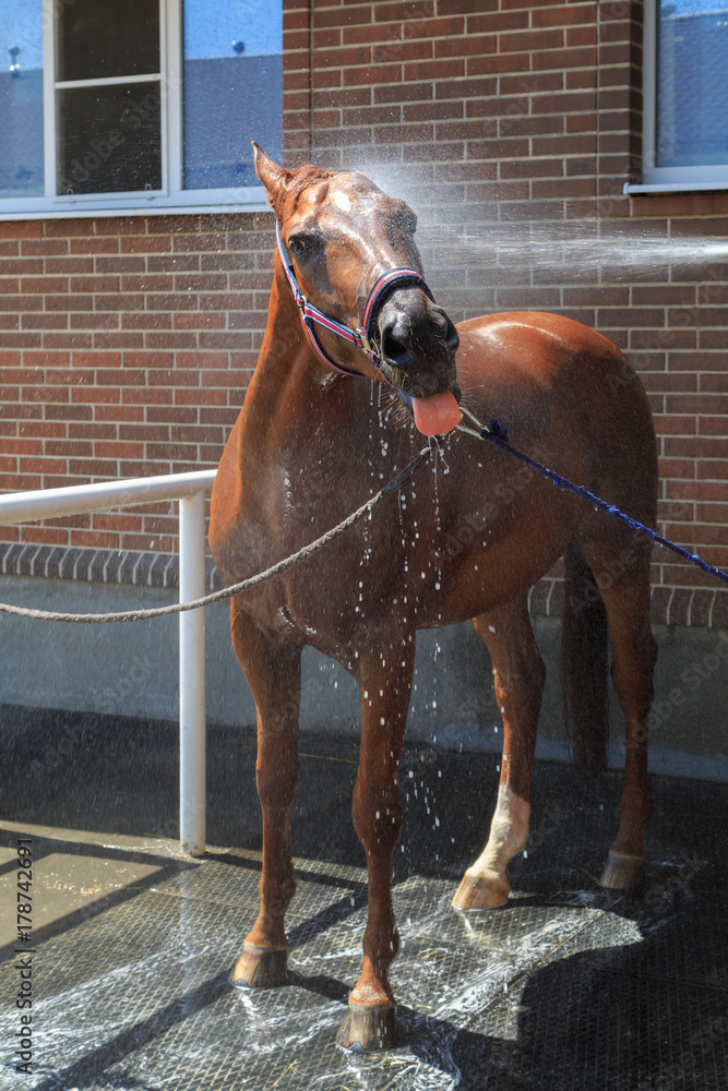 Fototapeta premium Chestnut horse is standing with lolled out a tongue and have been watered from a hose