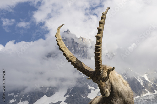 Alpine ibex on a background of Aiguille du Midi. French Alps.