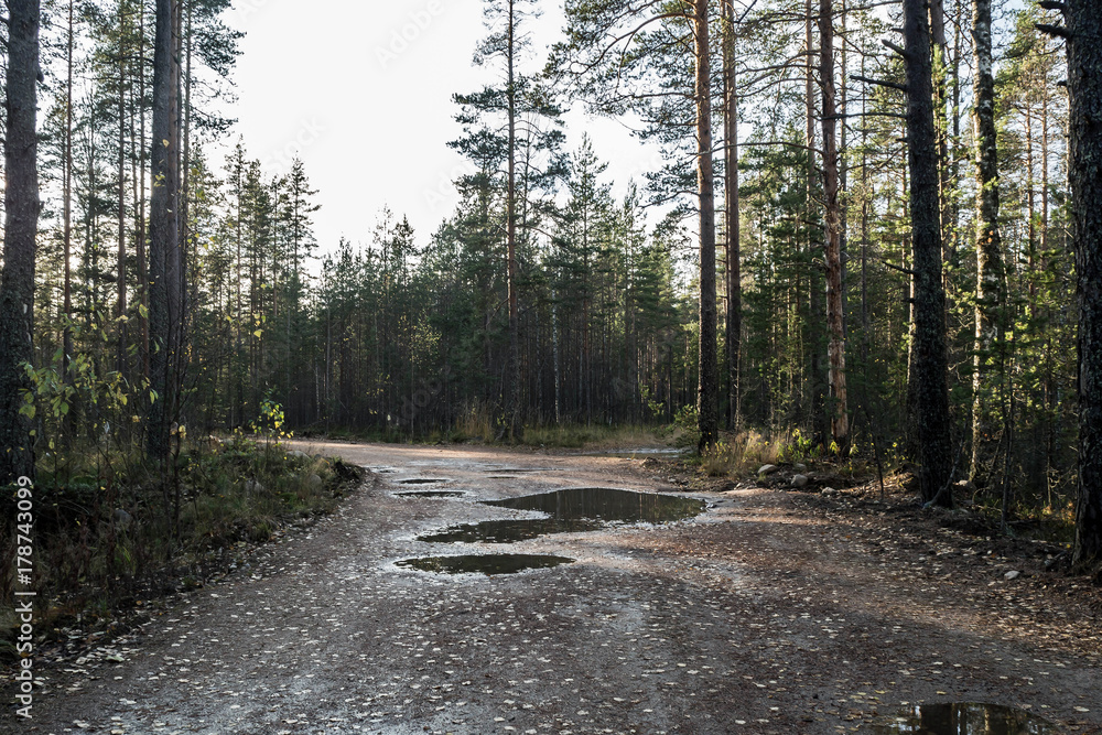 Naklejka premium Bad forest road in a pine forest after the rain. Autumn the rough road through the pinery in the evening. Hiking the wild places of nature.