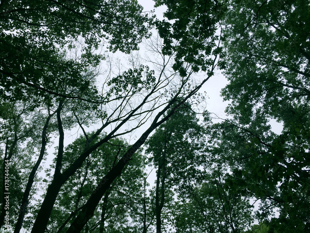 Obraz premium Sky 
