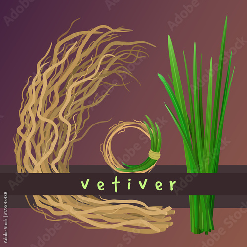 Vetiver grass (khus or Chrysopogon zizanioides), roots and leaves. Wreath with vetiver. Vector elements photo