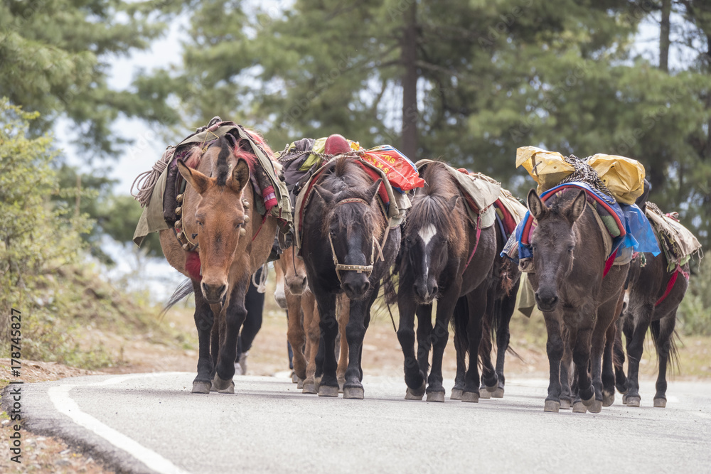 These pack animals are used to support trekking adventures in Bhutan. These pack animals are used to support trekking adventures in Bhutan.