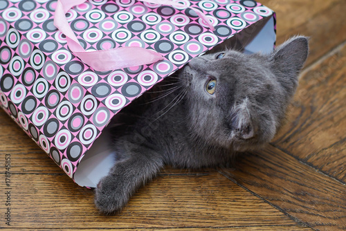 Fototapeta Naklejka Na Ścianę i Meble -  Funny gray kitten climbed in a gift package