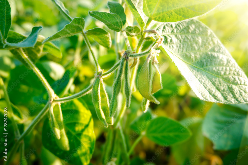 Soybean pods with beans on a green field. Sunny day. Soybean pods with beans on a green field. Sunny day.