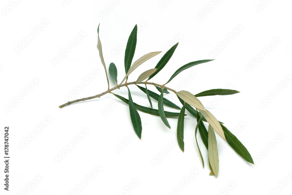 Fototapeta premium Olive Twig