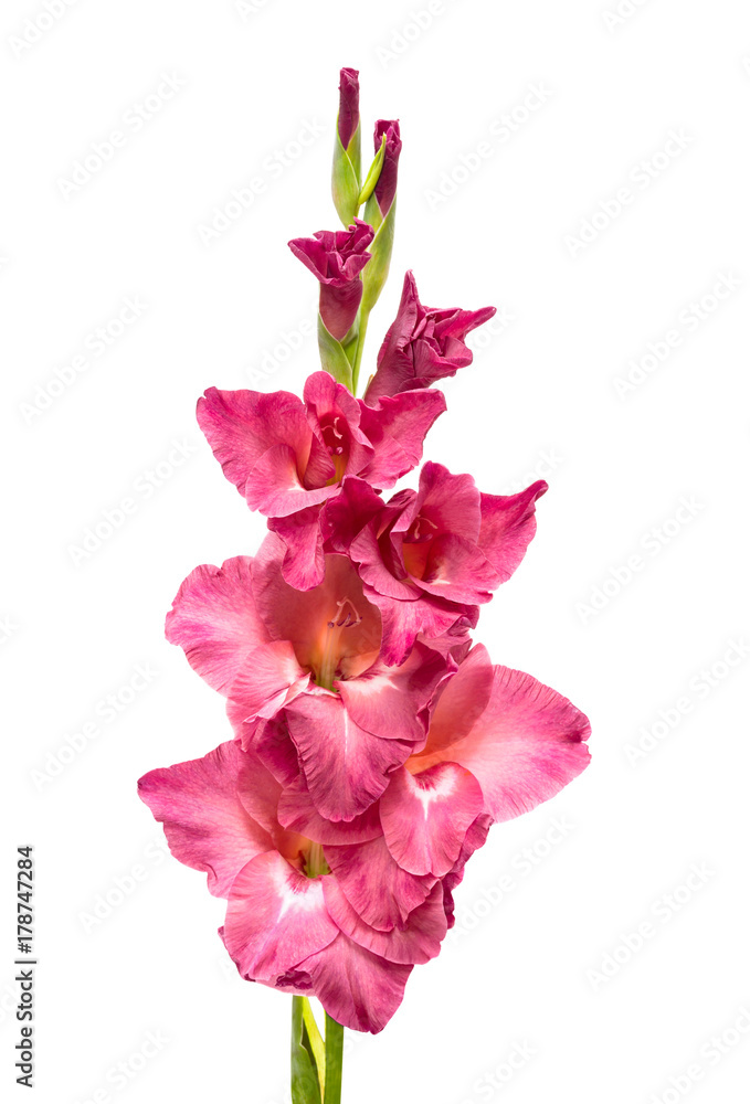 Fototapeta premium dark pink gladiolus isolated on white