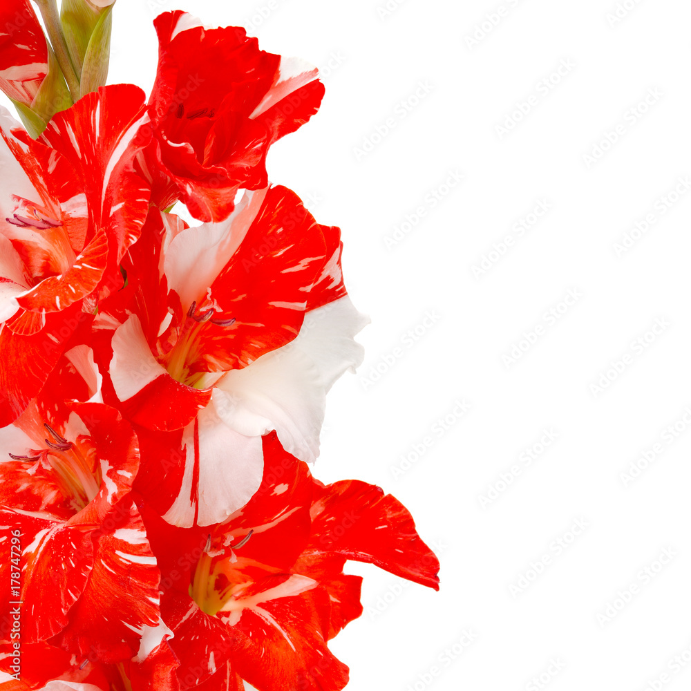 Red white gladiolus isolated on white Red white gladiolus isolated on white
