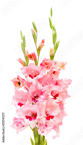 bouquet of pink gladioluses isolated on white