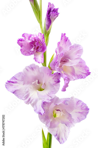 lilac gladiolus isolated on white