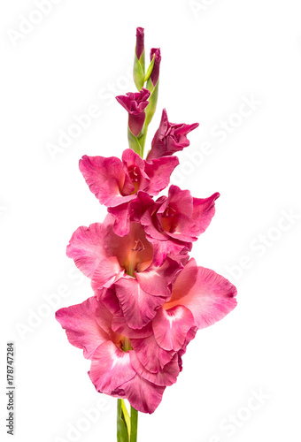 Fototapeta Naklejka Na Ścianę i Meble -  dark pink gladiolus isolated on white