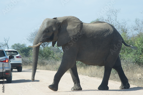 Elephant in Kruger National Park   South Africa .