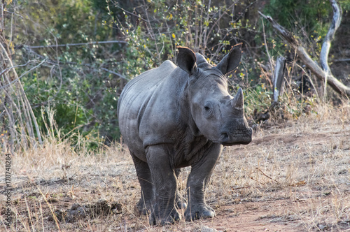 Lovely breeding of  white rhino