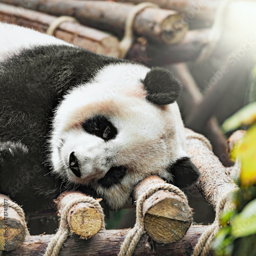 Fototapeta Naklejka Na Ścianę i Meble -  Image of Giant Panda.