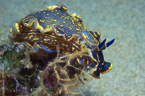 Wallpaper Mural nudibranch blue Torontodigital.ca