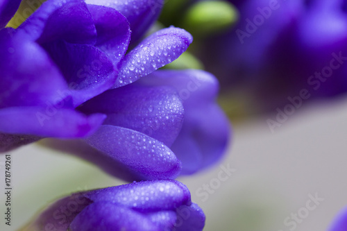  purple freesia 