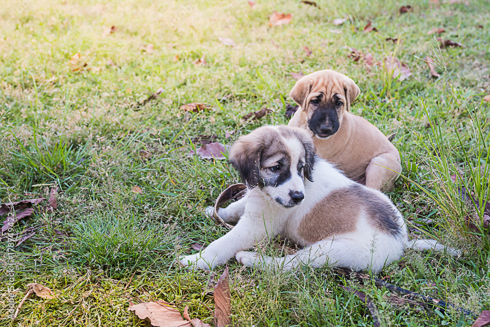 little dog at countryside