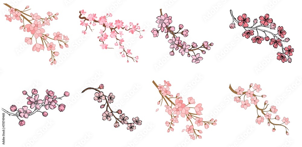 Obraz premium Vector sakura branch illustration isolated on white background. Ink painting for your design.
