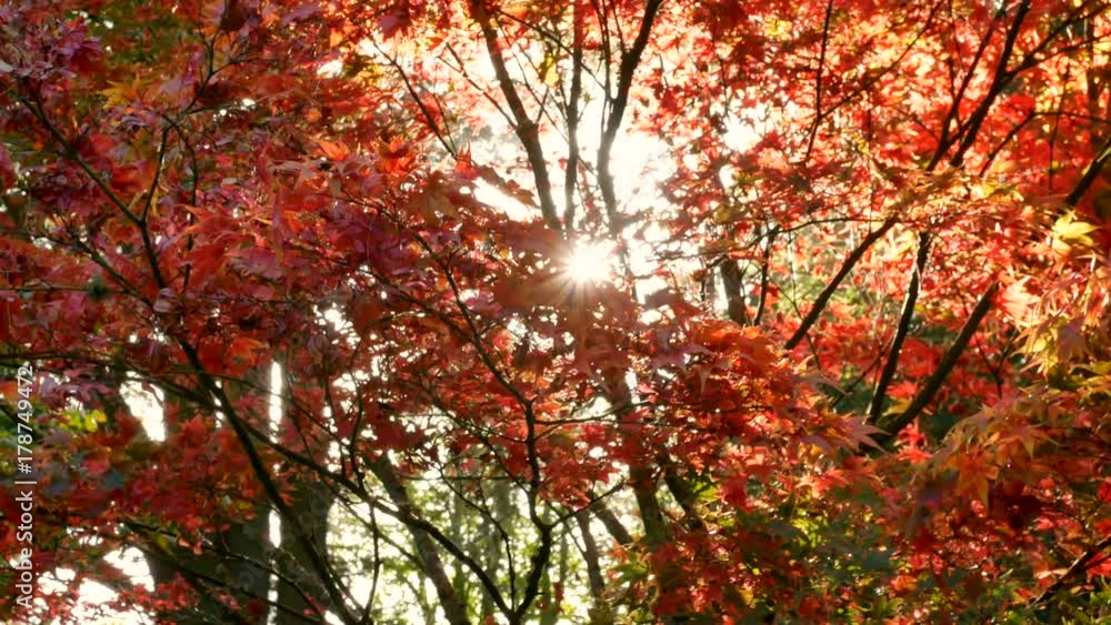 Slowly panning across a tree with autumn leaves backlit by the sunrise on a bright day Slowly panning across a tree with autumn leaves backlit by the sunrise on a bright day
