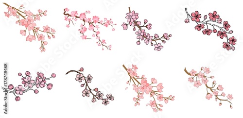 Vector sakura branch illustration isolated on white background. Ink painting for your design.