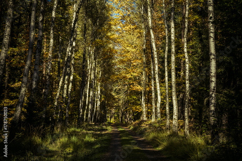Road through the autumn forest © OE993