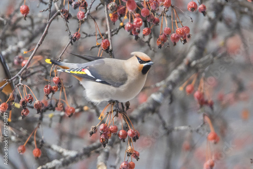 bohemian waxwing in winter photo