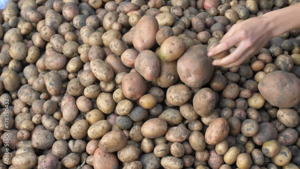 Young raw potatoes. Hands peel potatoes. Close-up. Young raw potatoes. Hands peel potatoes. Close-up.
