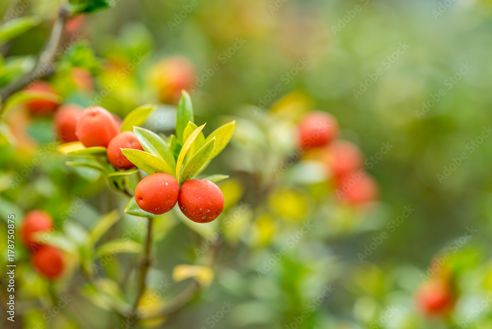 Orange fruits at a shrub