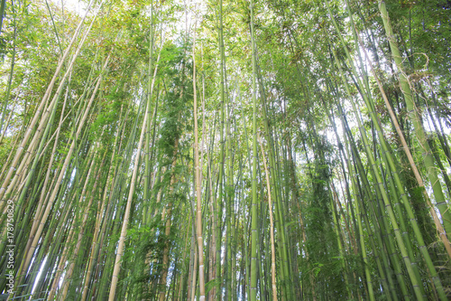 Dettaglio di una forestà di bambù. La Bambuseae è una tribù di piante perenni appartenenti alla famiglia delle Poaceae (Graminaceae) e alla sottofamiglia Bambusoideae. photo