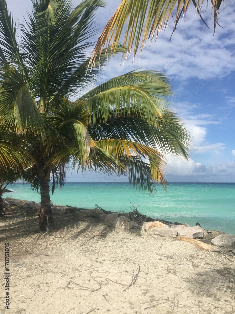 Obraz premium Palm trees enjoy the view too