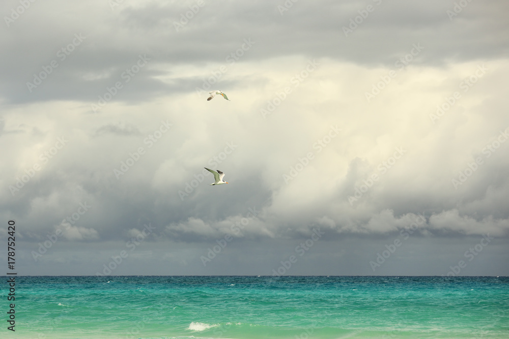 two seagulls two seagulls