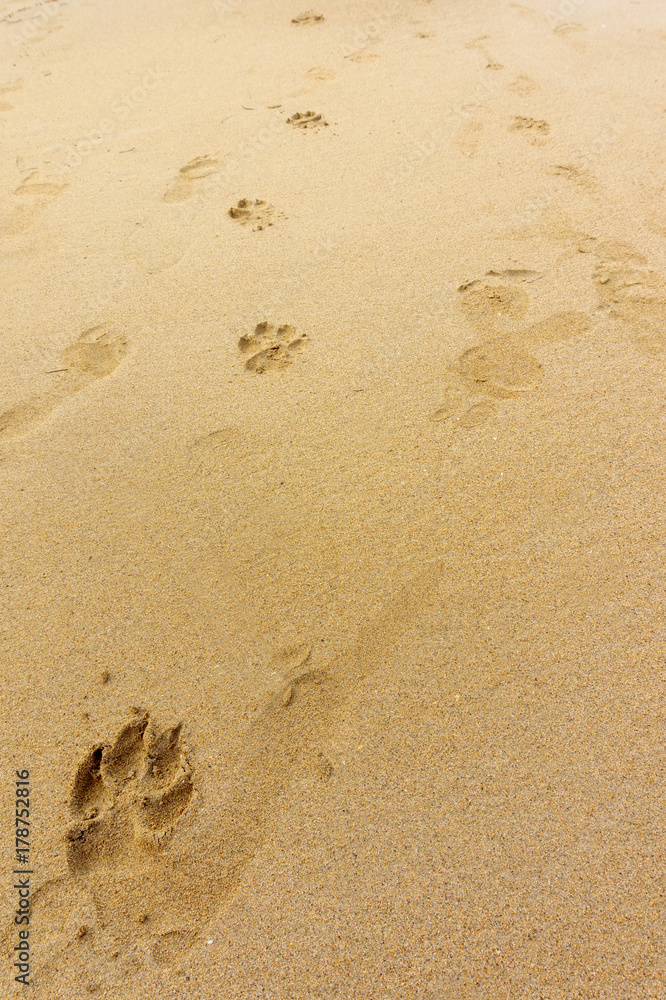 footprints of dog paws on the sand footprints of dog paws on the sand