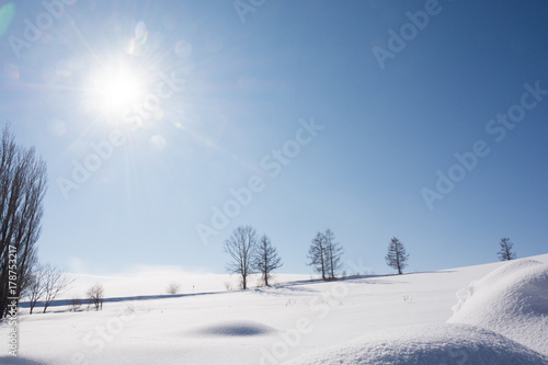 太陽が輝く冬空と冬木立