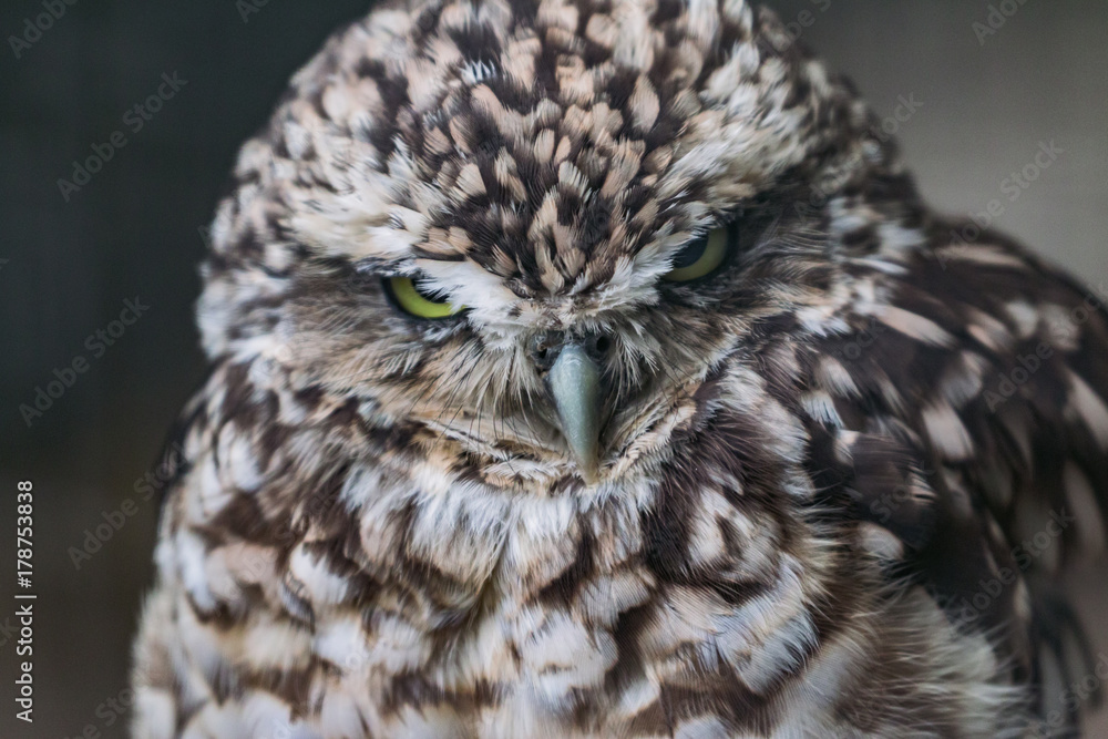 Obraz premium Close up head shot of a angry looking little owl