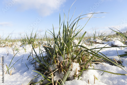 Green wheat in winter