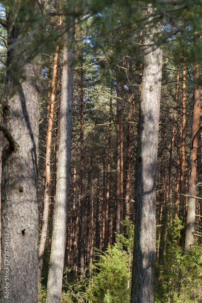 trunk pine trunk pine