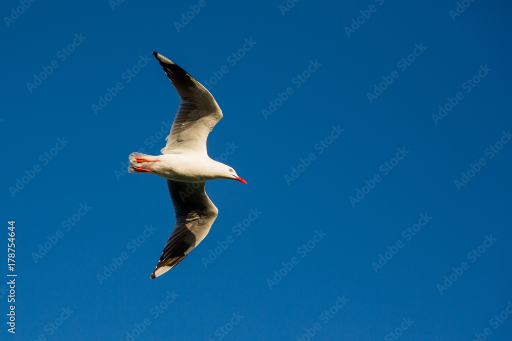 Obraz premium Seagull in flight