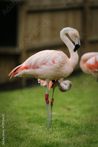 Flamingo © Megumi