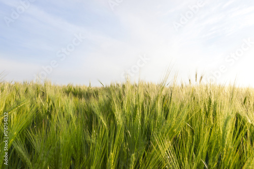 Field with barley green sky