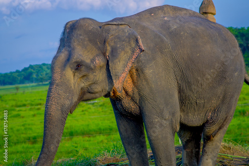 Close up of beautiful sad elephant chained in a wooden pillar at outdoors  in Chitwan National Park  Nepal  sad paquiderm in a nature background  animal cruelty concept