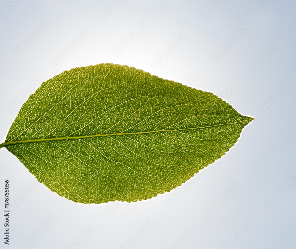Fototapeta premium Spring orchard leaf pear
