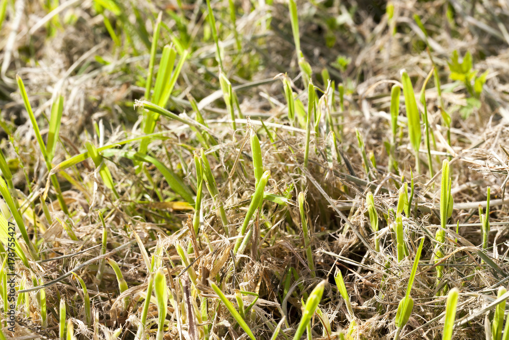 Mowed grass, close-up
