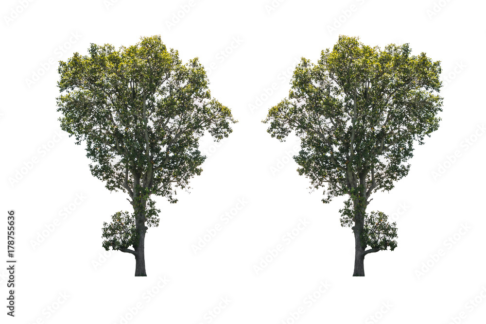 Obraz premium isolated green tree