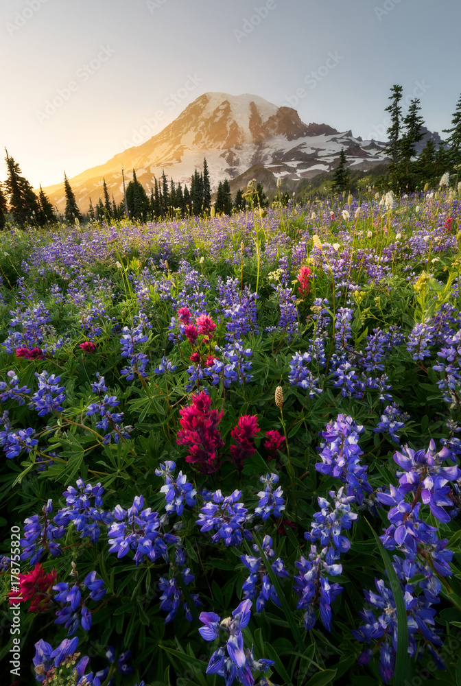 Fototapeta premium Wildflower in Mount Rainier National Park, Washington