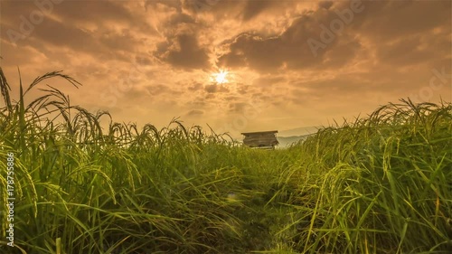 Time Lapse : Rice farming in the rainy season in Thailand.