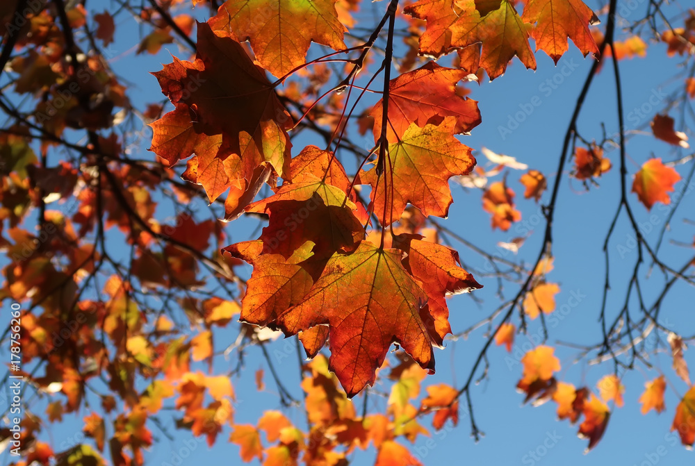 Autumn leaves