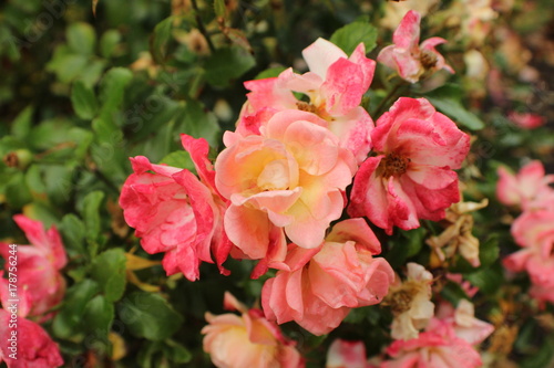 pink flowers