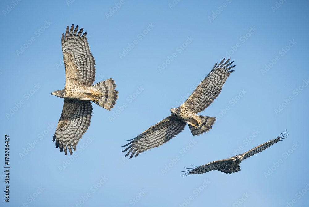 Fototapeta premium Oriental Honey-Bazzard flying on blue sky